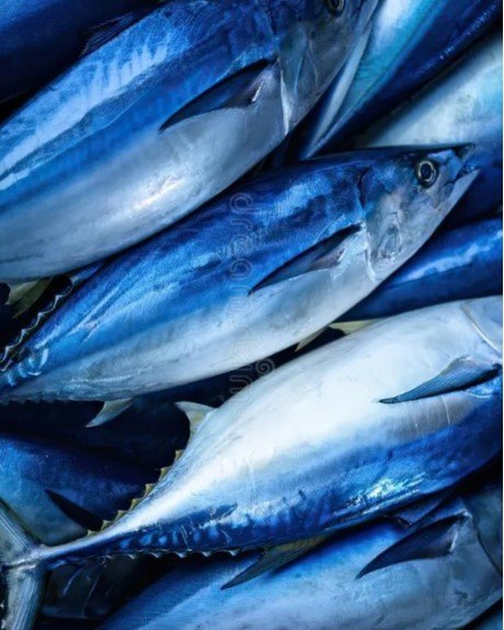 Bluefin Tuna