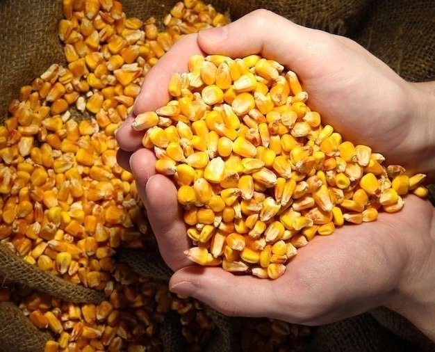Corn
