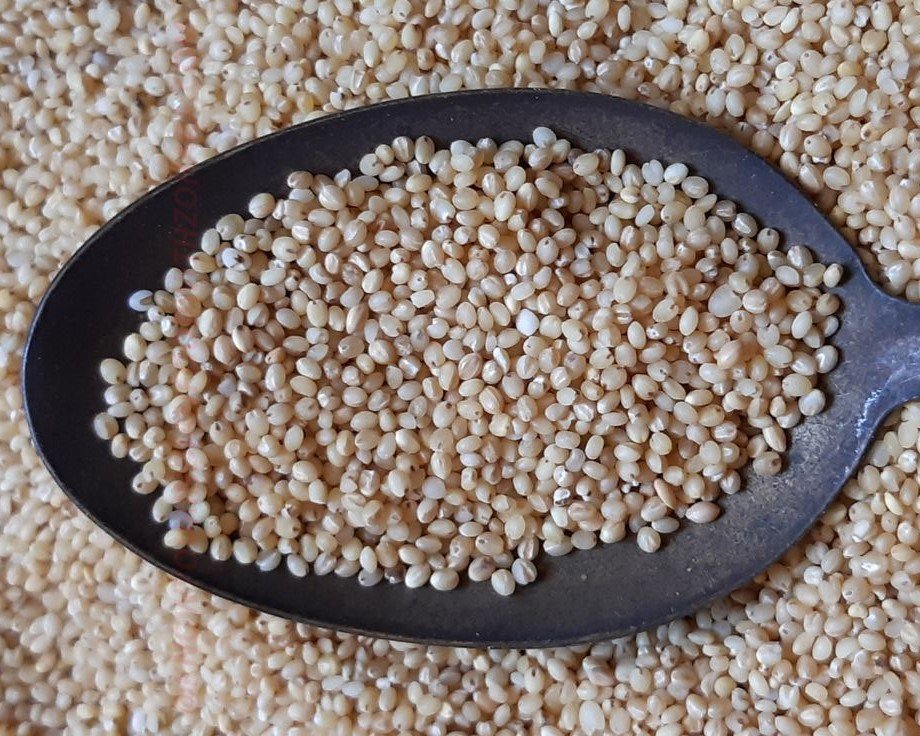 Foxtail Millet