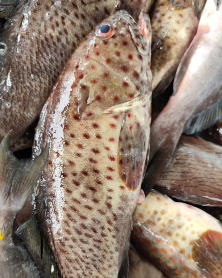 Grouper