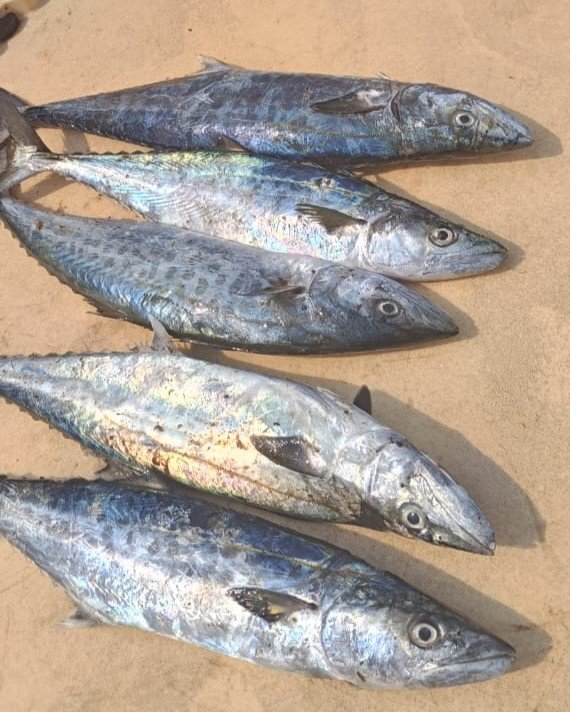 Kingfish