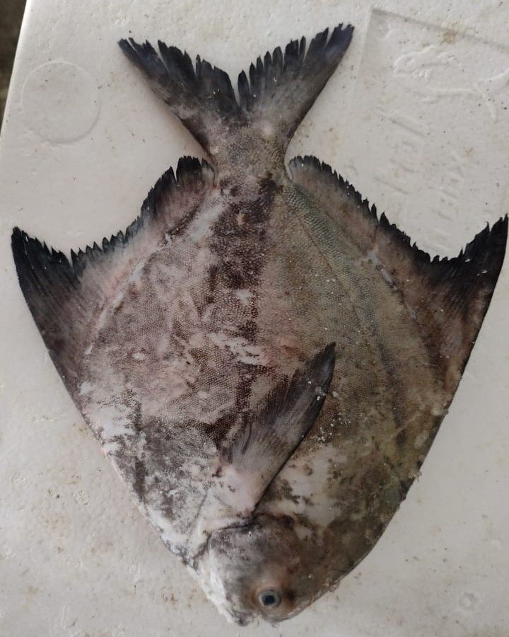 Leather Fish