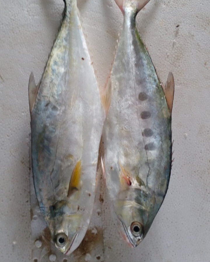 Mackerel
