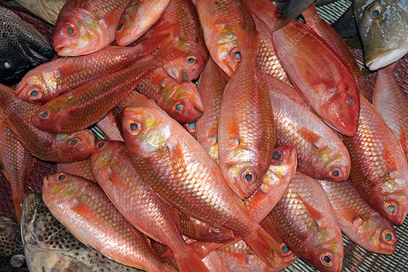 Red Snapper