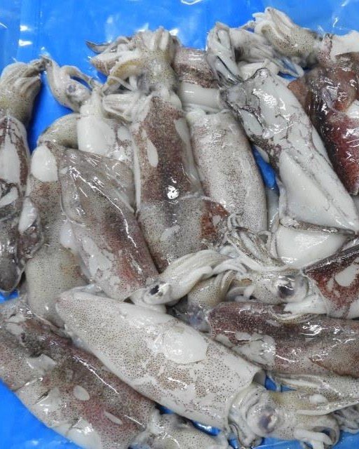 Squid